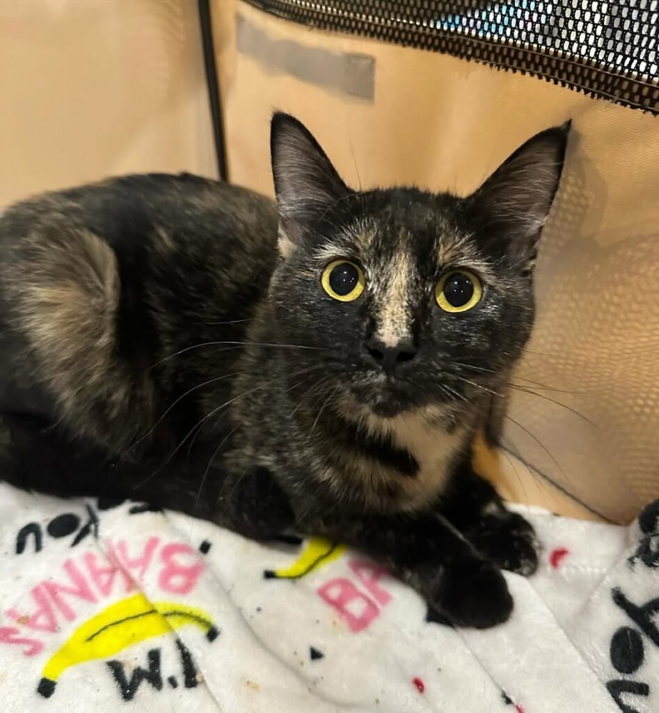 Karma - tortoiseshell cat for adoption