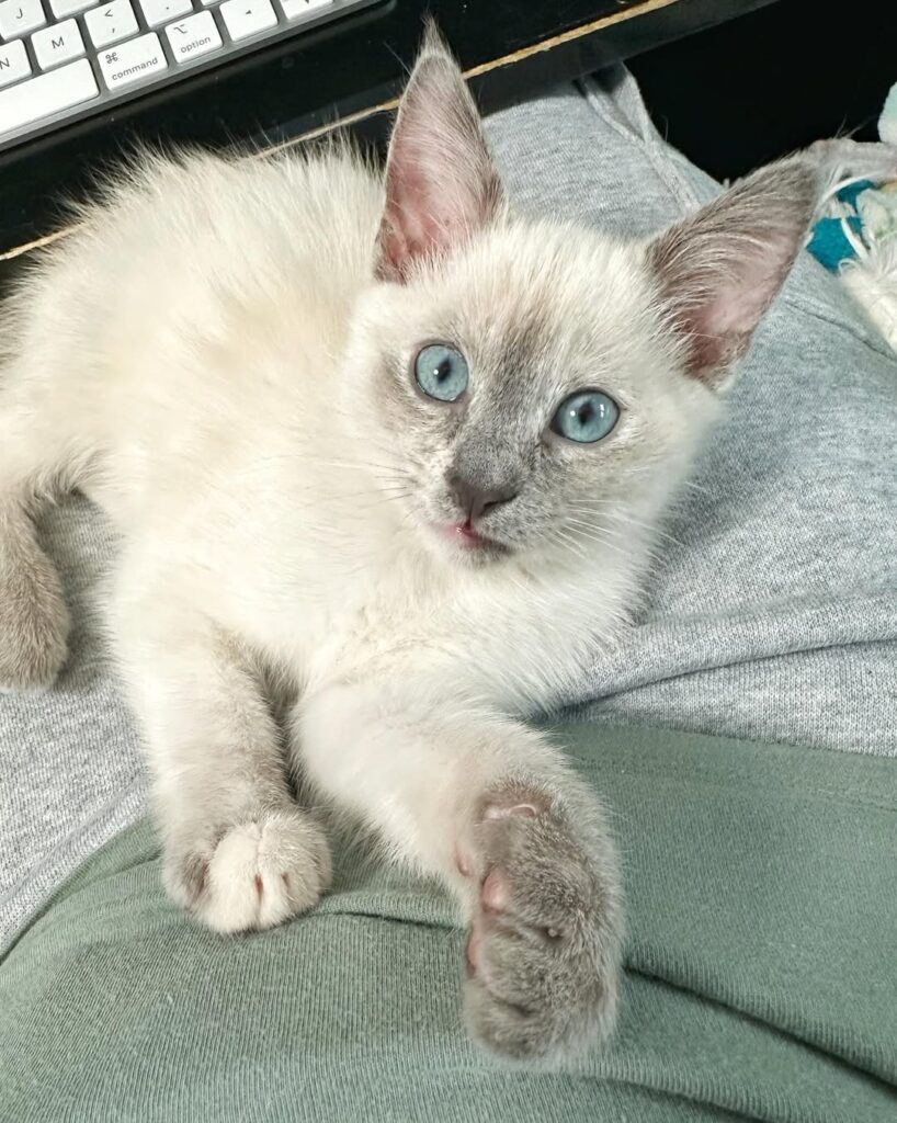 siamese mix kitten for Adoption