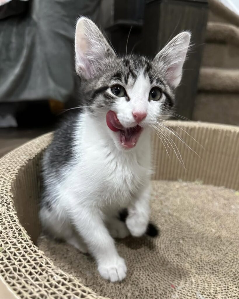 Bryce - grey shorthair kitten for adoption