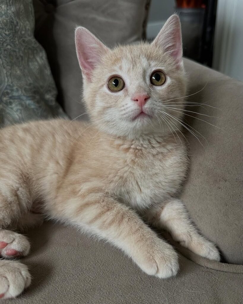 KALI