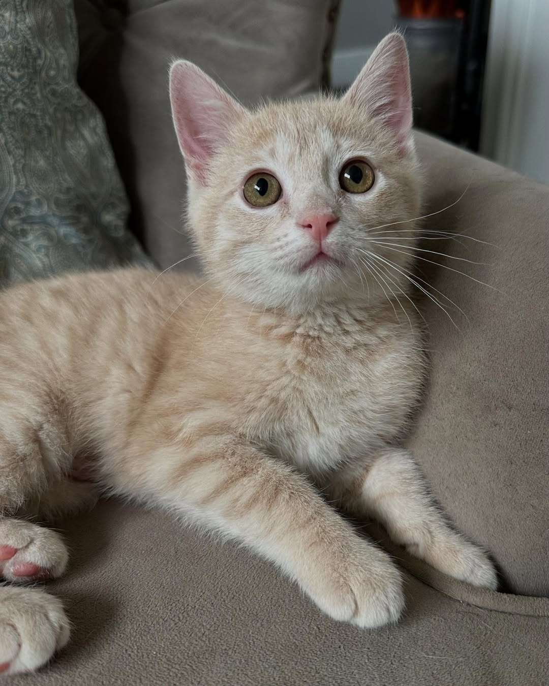 Kali - cream tabby kitten for adoption