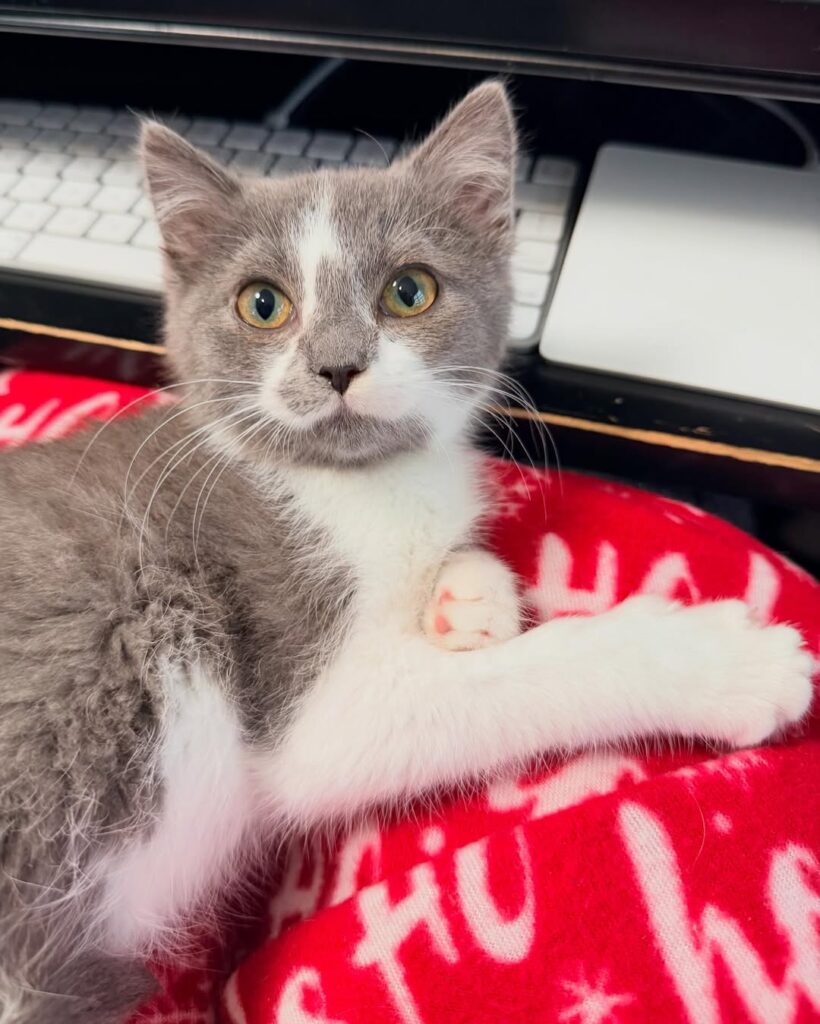 Venus - grey and white kitten for sale