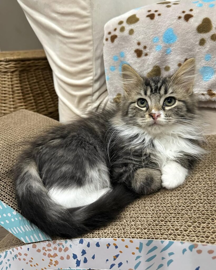 Lainey Wilson - longhair tabby kitten for sale