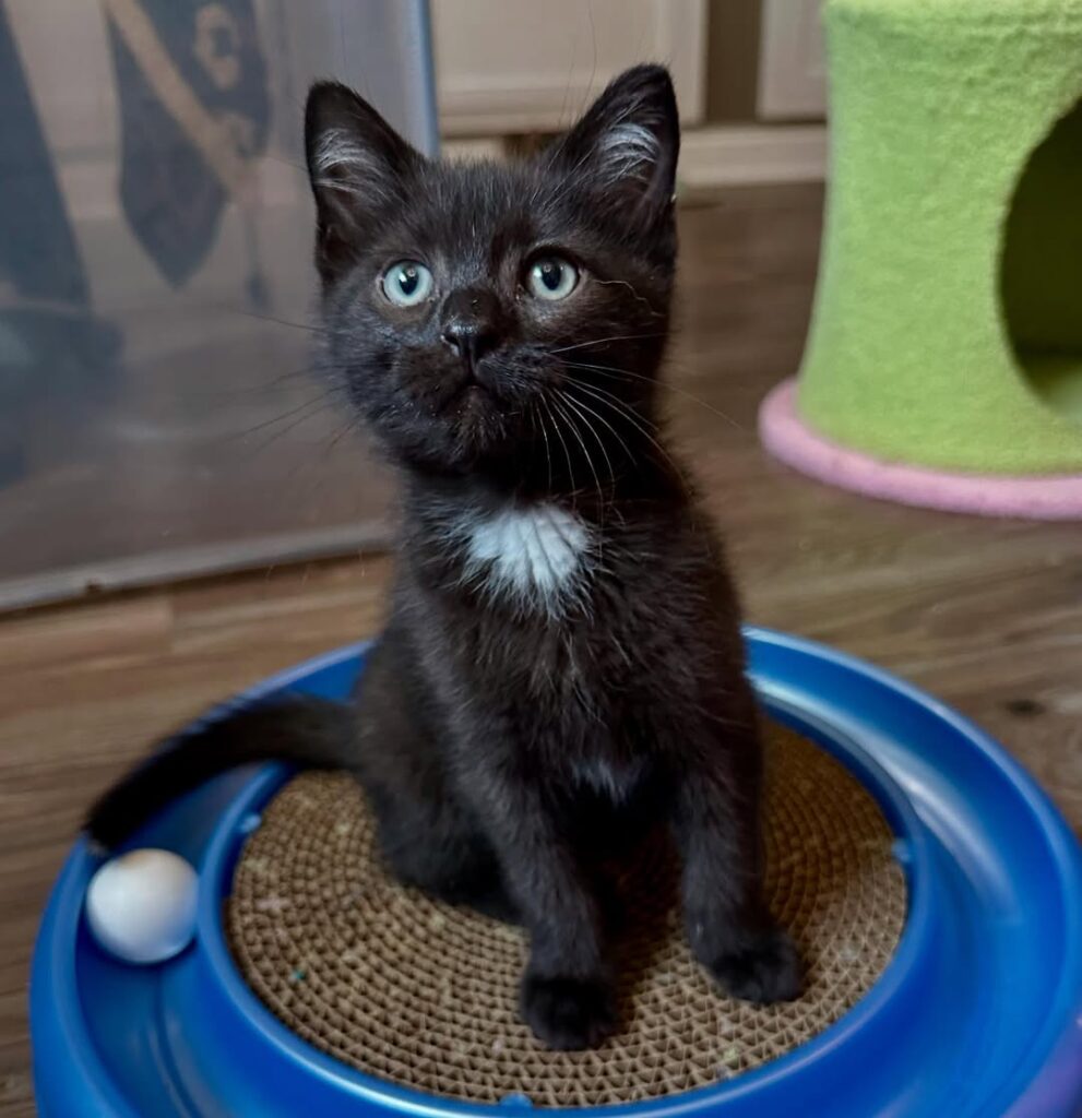 Mikey - black kitten for adoption