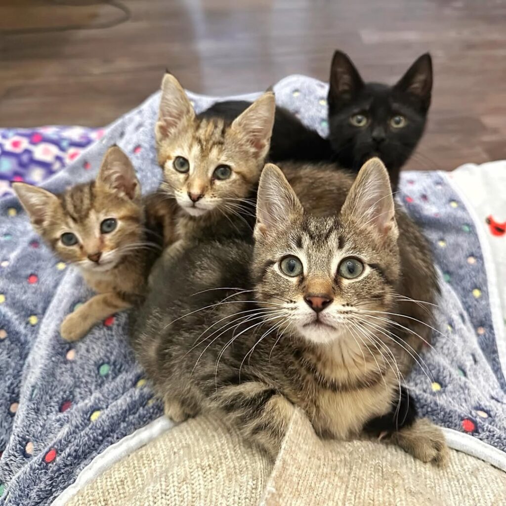 Our Cuddle Crew Wishing Everyone Goodnight. 🌙😴kittencuddles Kittenpile Kittenlove Lovemeow 1024x1024