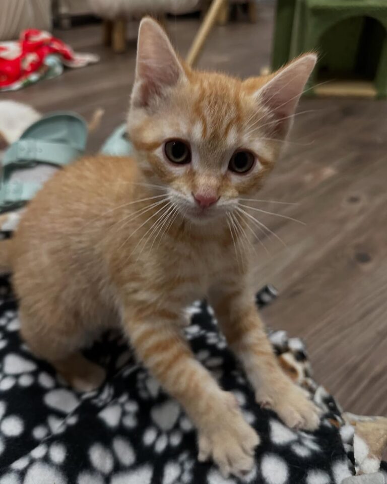 Colby - orange tabby kitten for sale