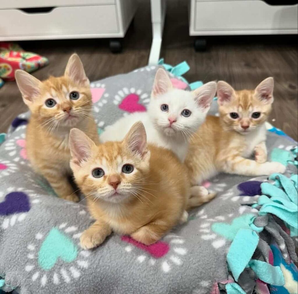 bringing a new kitten home checklist