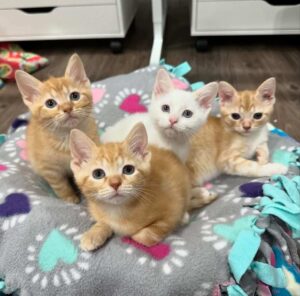 The Ultimate New Kitten Checklist