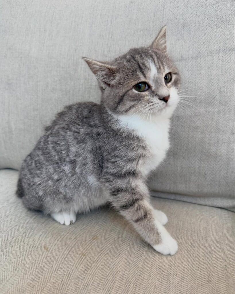 Andre - spotted tabby kitten for adoption