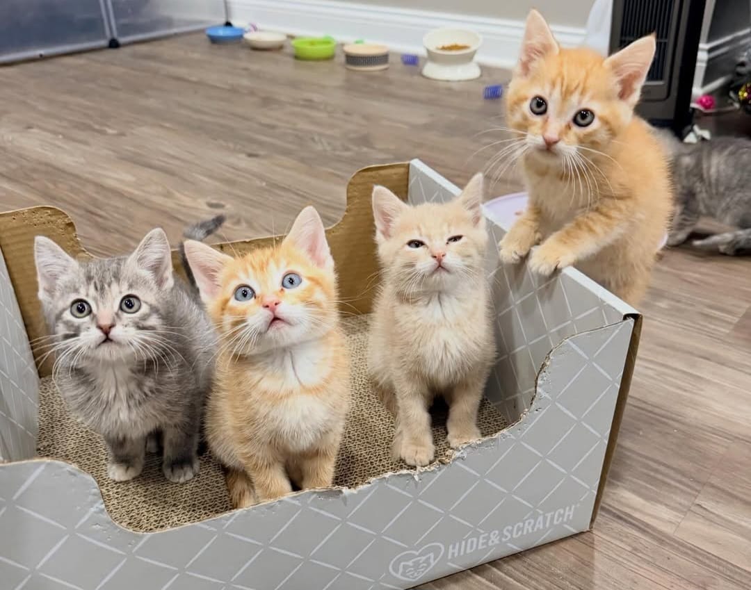 pet delivery service