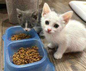 Kitten Nutrition 101