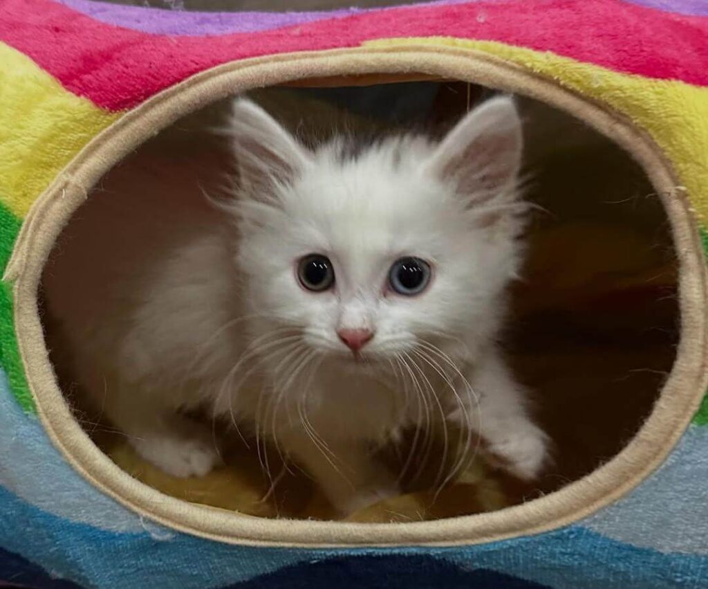 Kitten Nutrition 101