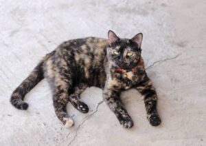 The Definitive Guide to Cat Coat Patterns