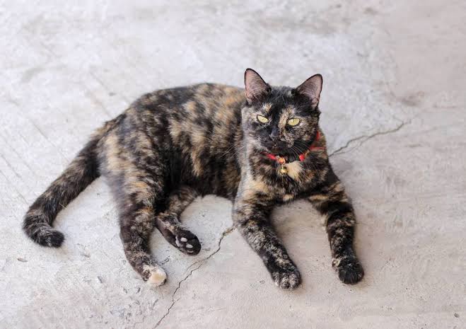 cat coat patterns