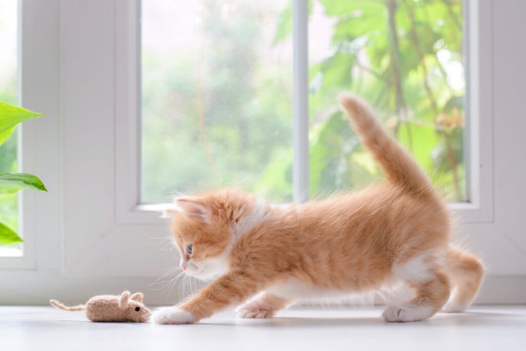 Apartment Prep for a New Kitten: Safety & Behavioral Guide Apartment Prep for a New Kitten: Safety & Behavioral Guide