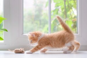Apartment Prep for a New Kitten: Safety & Behavioral Guide