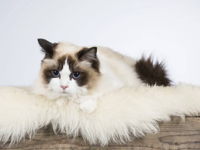 ragdoll kitten feeding guide