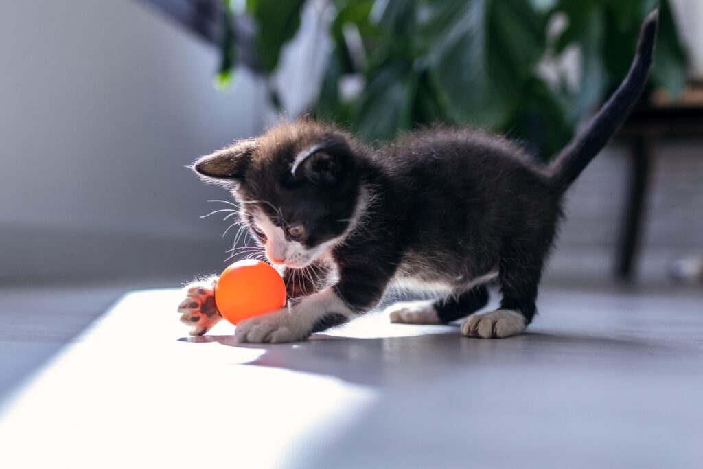 Underfoot Kitten Socialization & Behavioral Guide