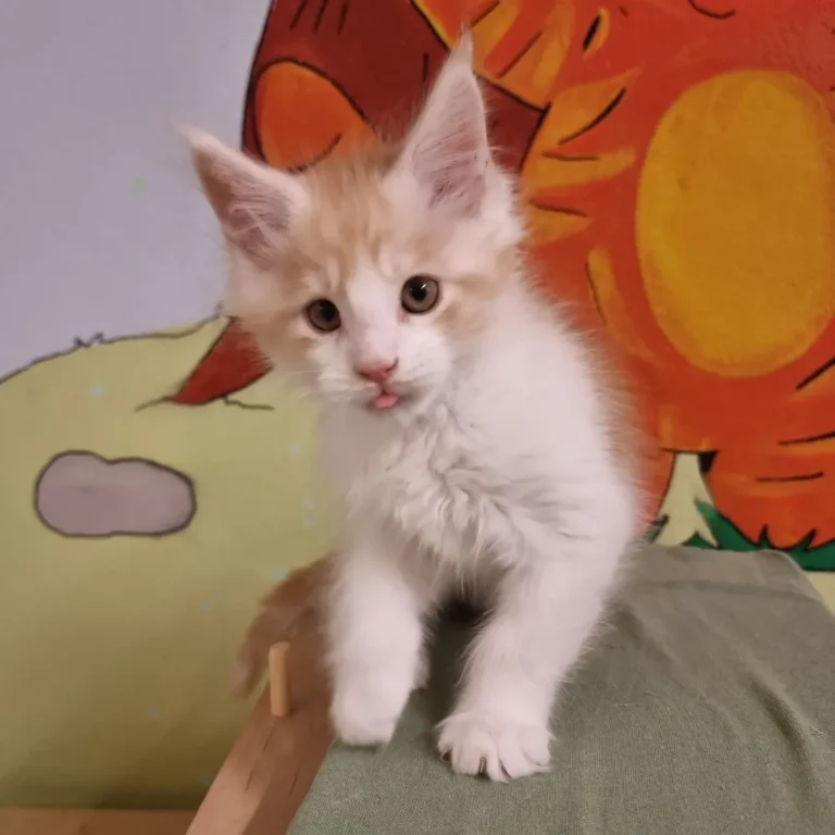 how much does a purebred Maine Coon cost monthly