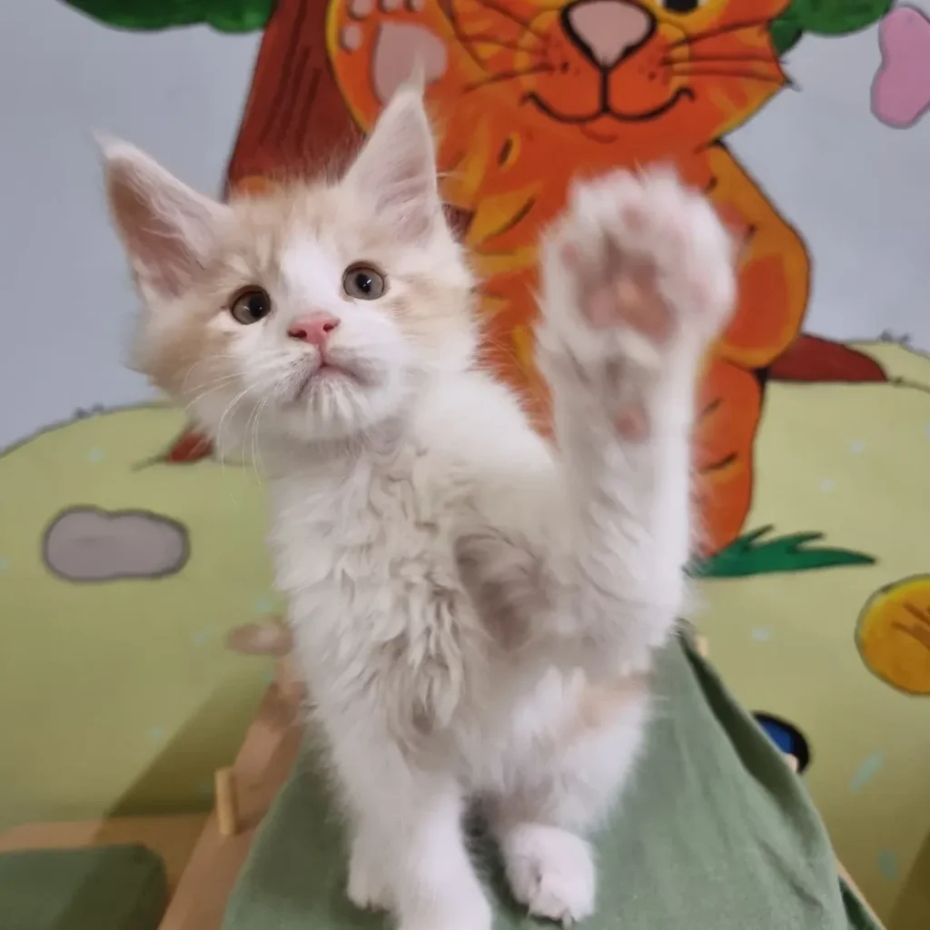 how much does a purebred Maine Coon cost monthly