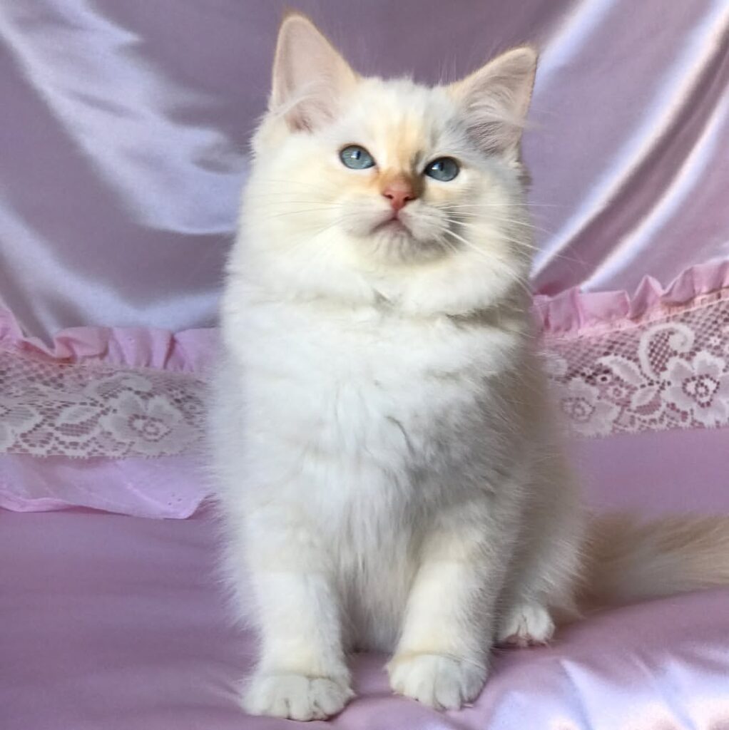small cattery Ragdoll kittens for sale near me