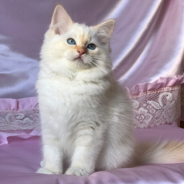 small cattery Ragdoll kittens for sale near me