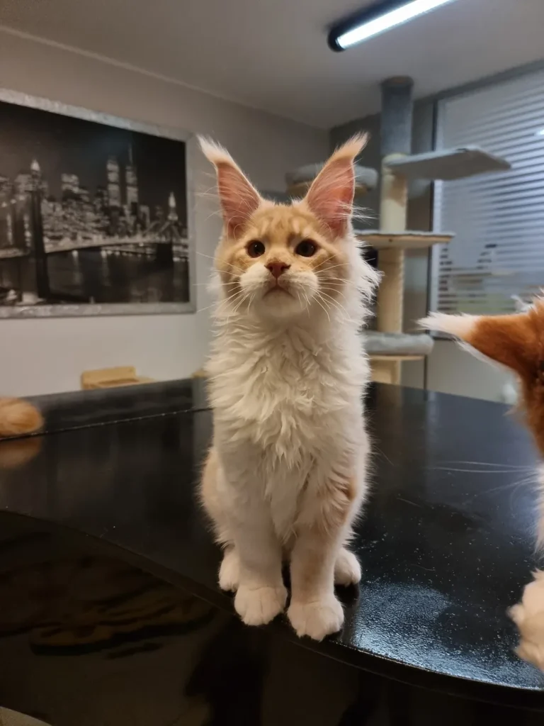 poly paws Maine Coon kittens price