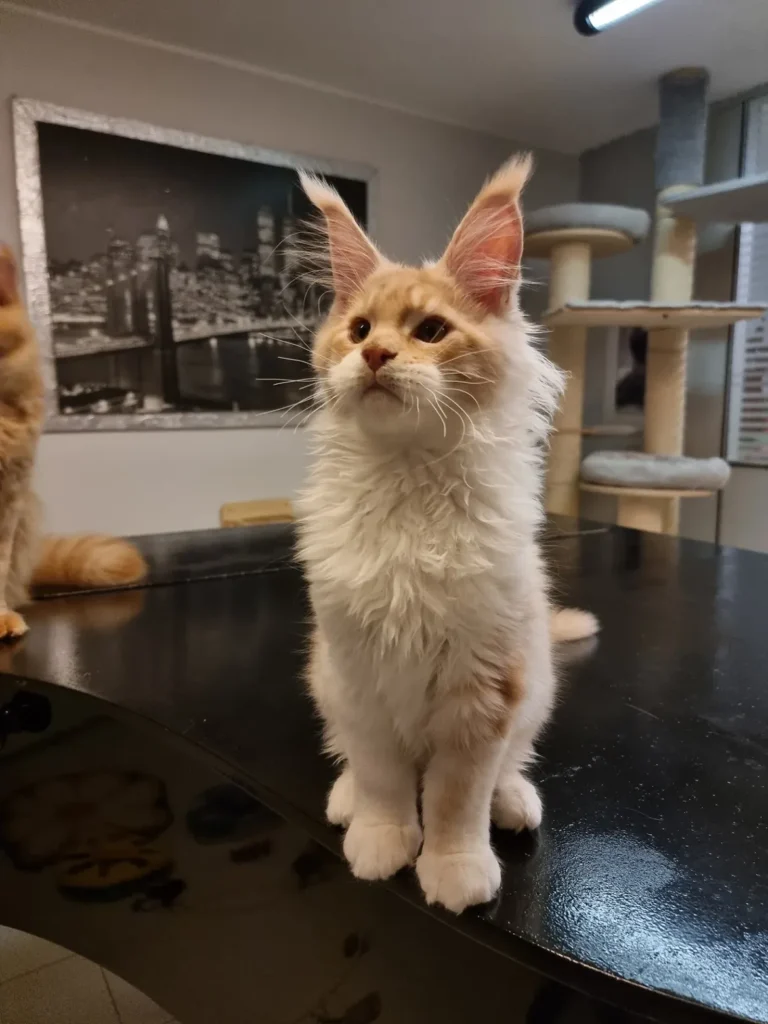 poly paws Maine Coon kittens price