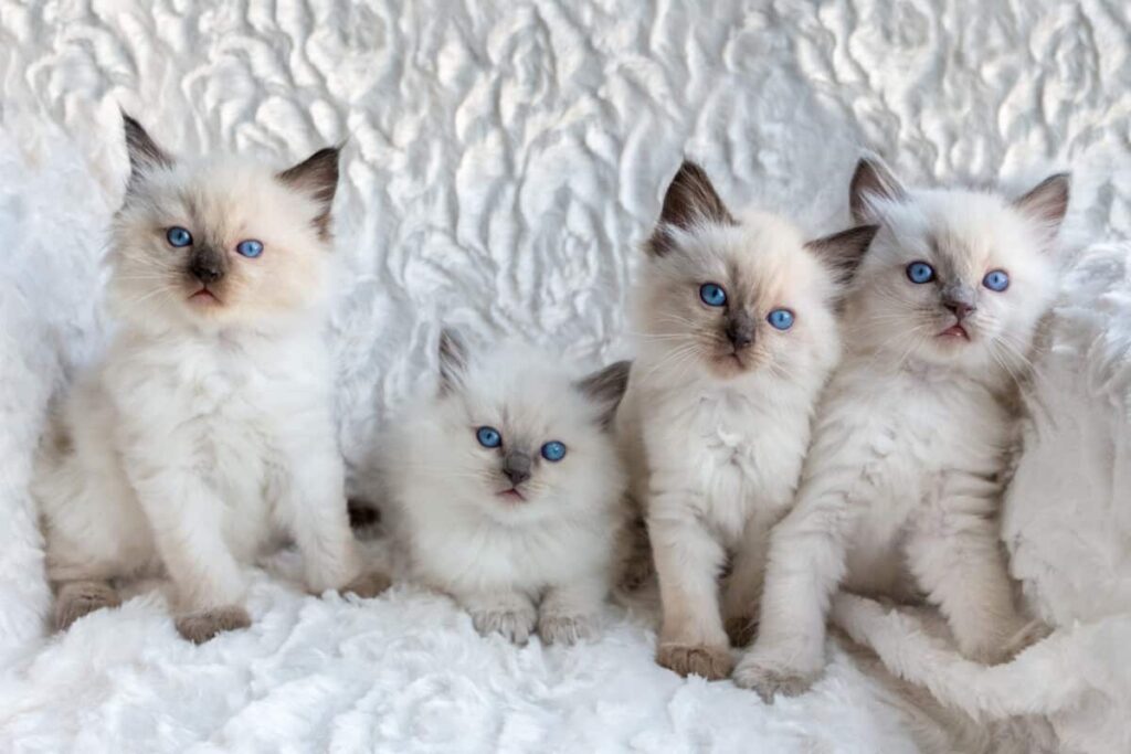 ragdoll