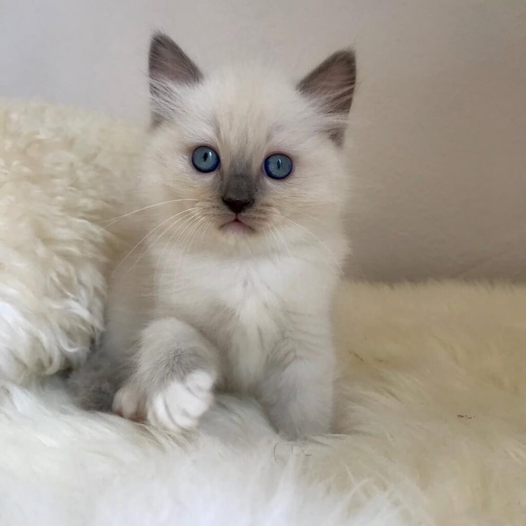 local Ragdoll kitten adoption available now