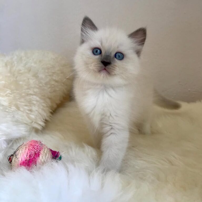 local Ragdoll kitten adoption available now