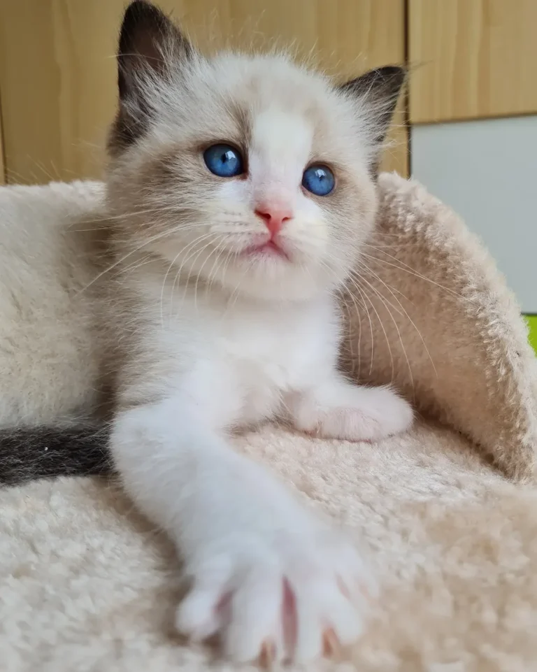 verified cheap Ragdoll cat breeders