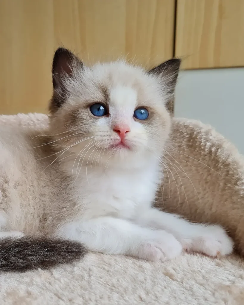 verified cheap Ragdoll cat breeders