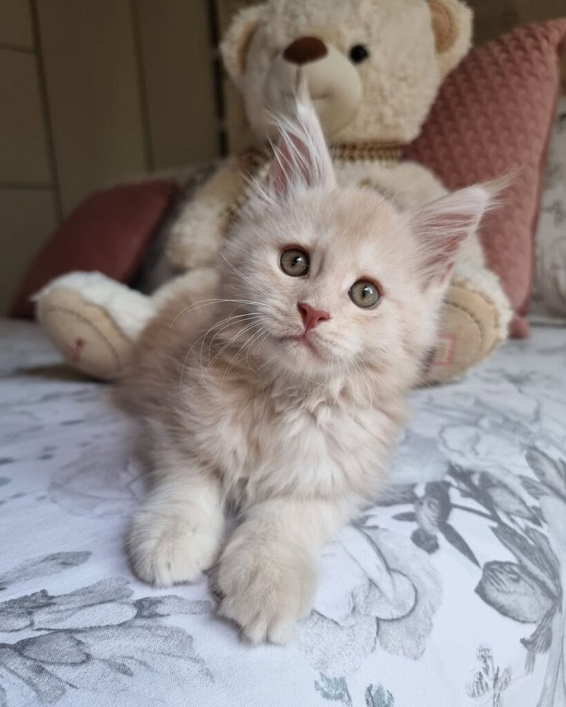 buy CFA registered Maine Coon kitten price
