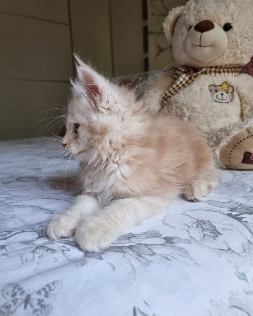 buy CFA registered Maine Coon kitten