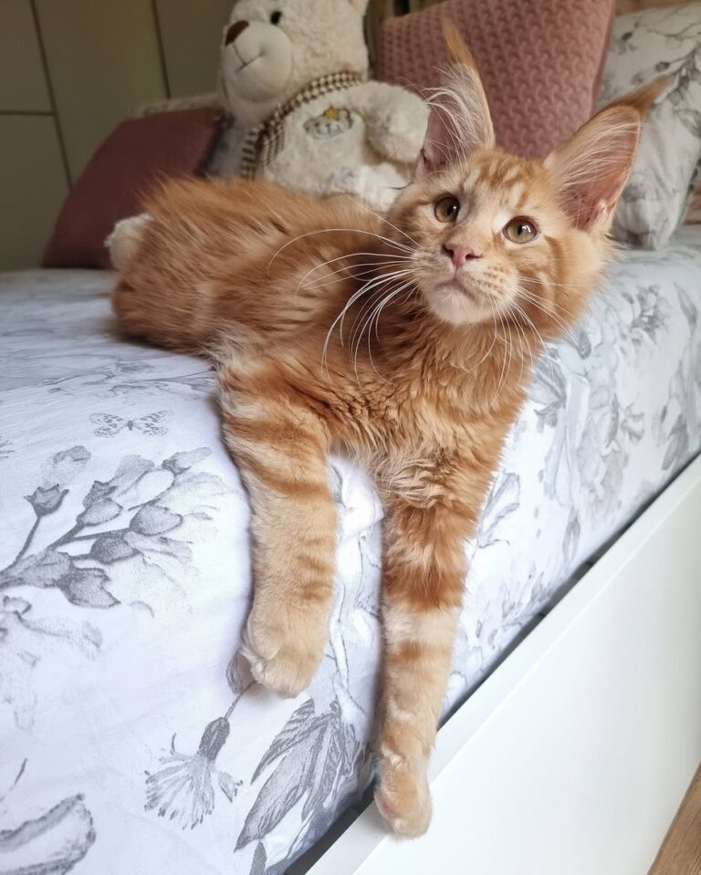 PIPER