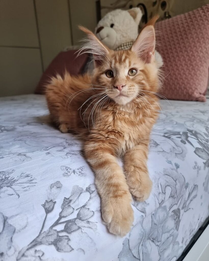 Maine Coon kitten HCM DNA tested cattery