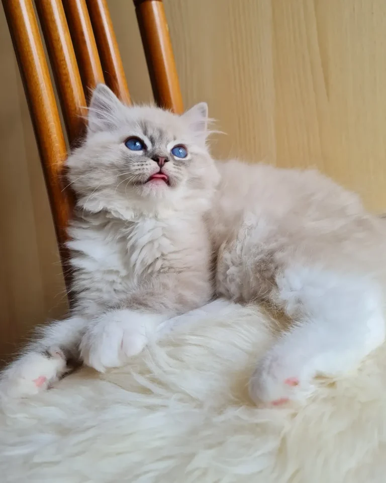 affordable purebred Ragdoll cats for sale