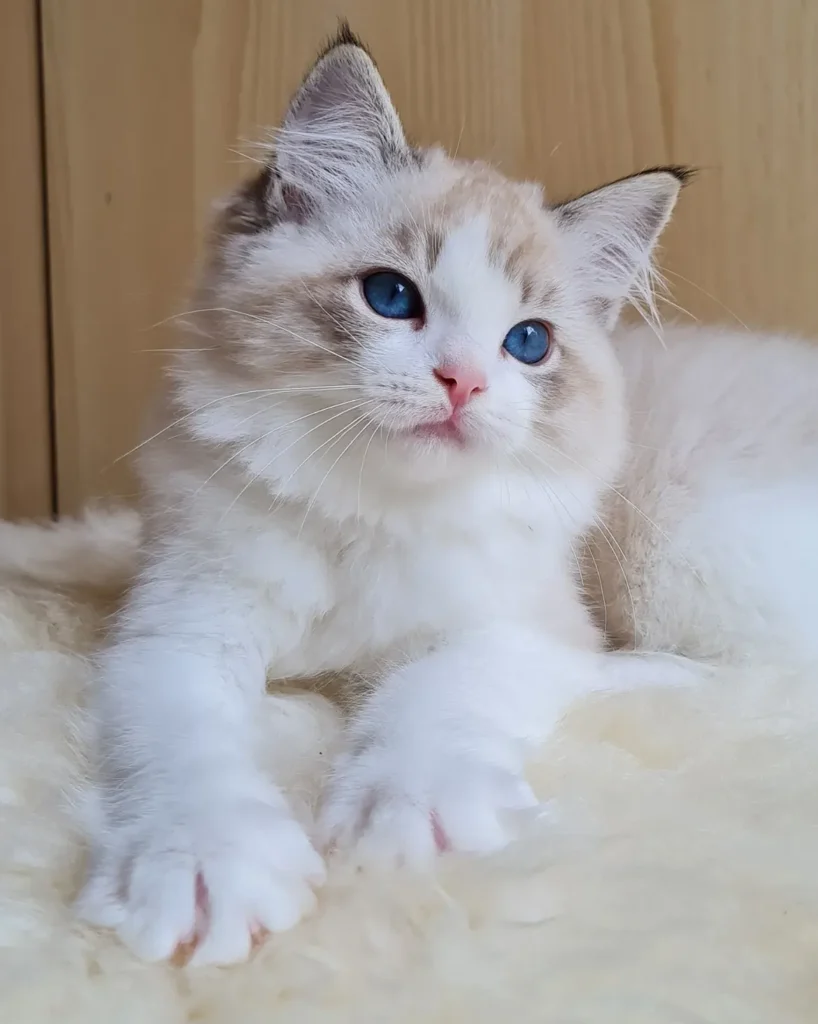 affordable purebred Ragdoll cats for sale
