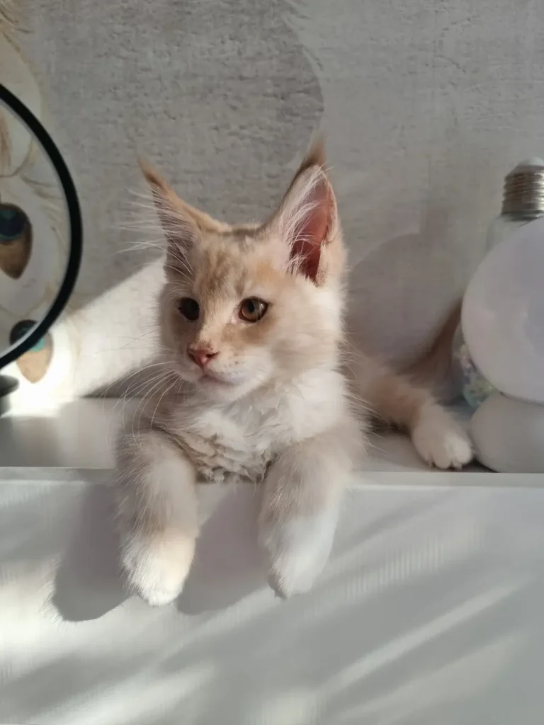 felix health tested Maine Coon kittens for sale near me