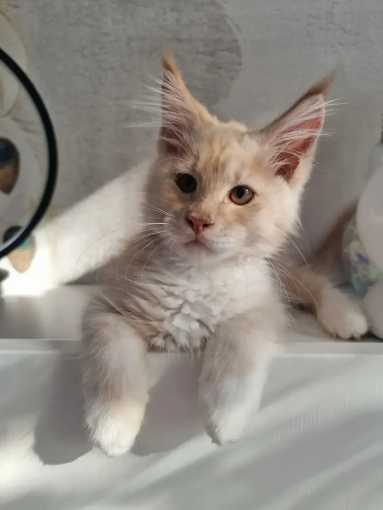 un buongiorno così carino chi te lo da 🤍dolcissimo oberon 🤍🤍un amore di cucciolo che ama dar