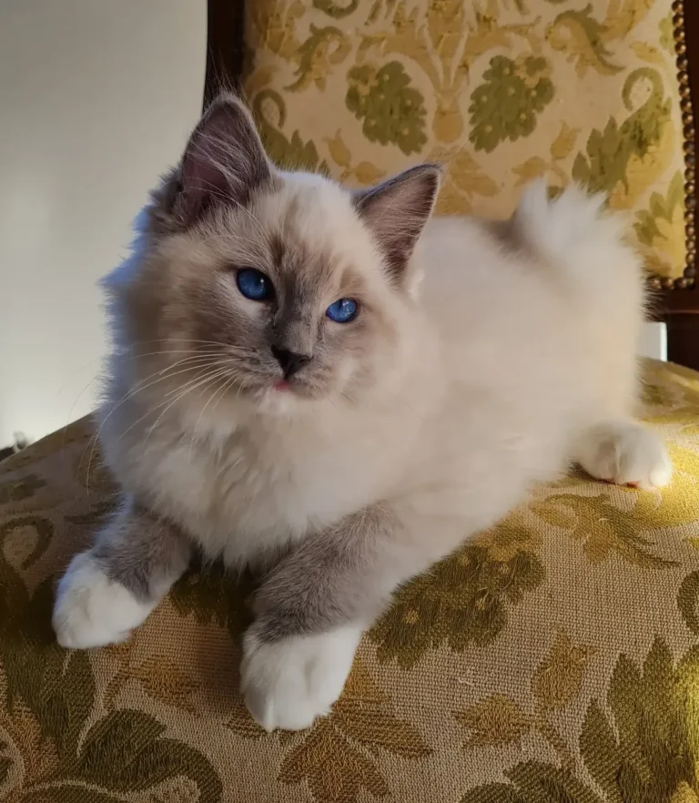 cheap Ragdoll kittens with health guarantee