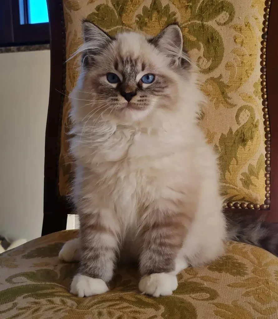 cheap Ragdoll kittens with health guarantee