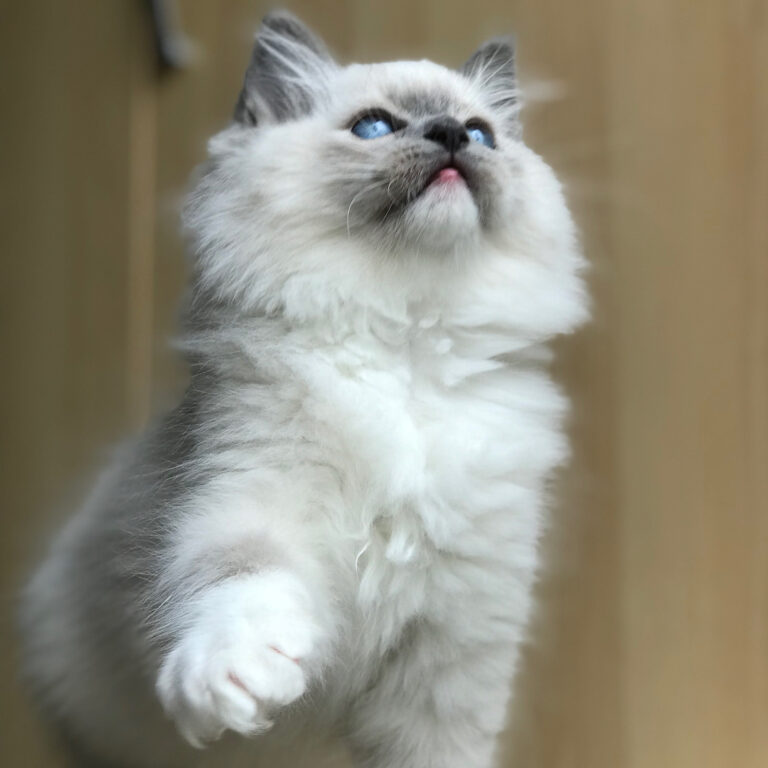 budget friendly Ragdoll cat breeders online