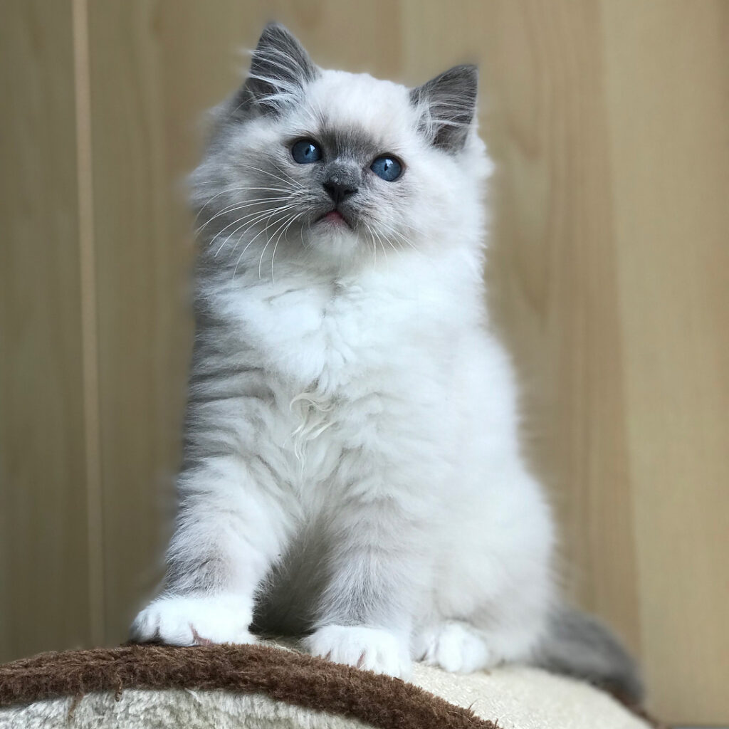 budget friendly Ragdoll cat breeders online