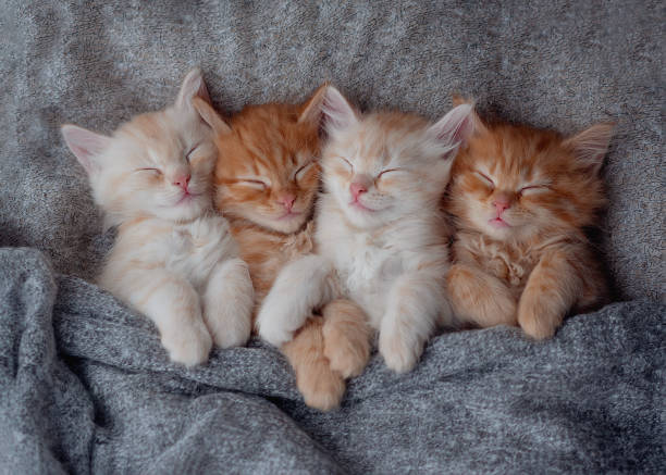 available kittens