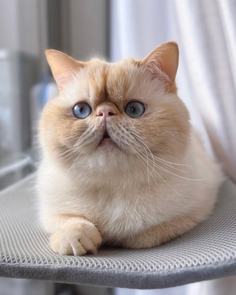 Small cattery Exotic Shorthair kittens for sale near me