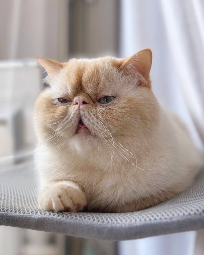 Small cattery Exotic Shorthair kittens for sale near me