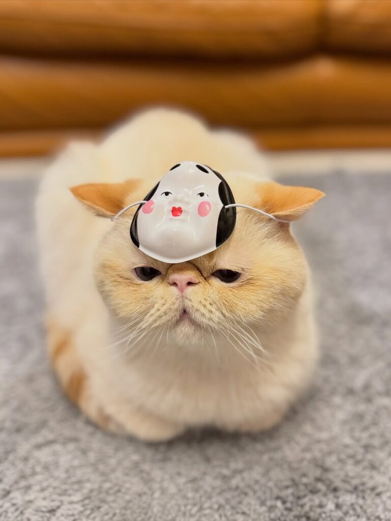 Verified cheap Exotic Shorthair cat breeders