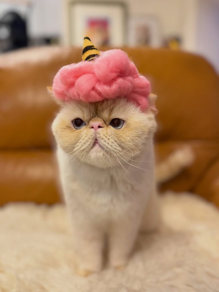 Verified cheap Exotic Shorthair cat breeders